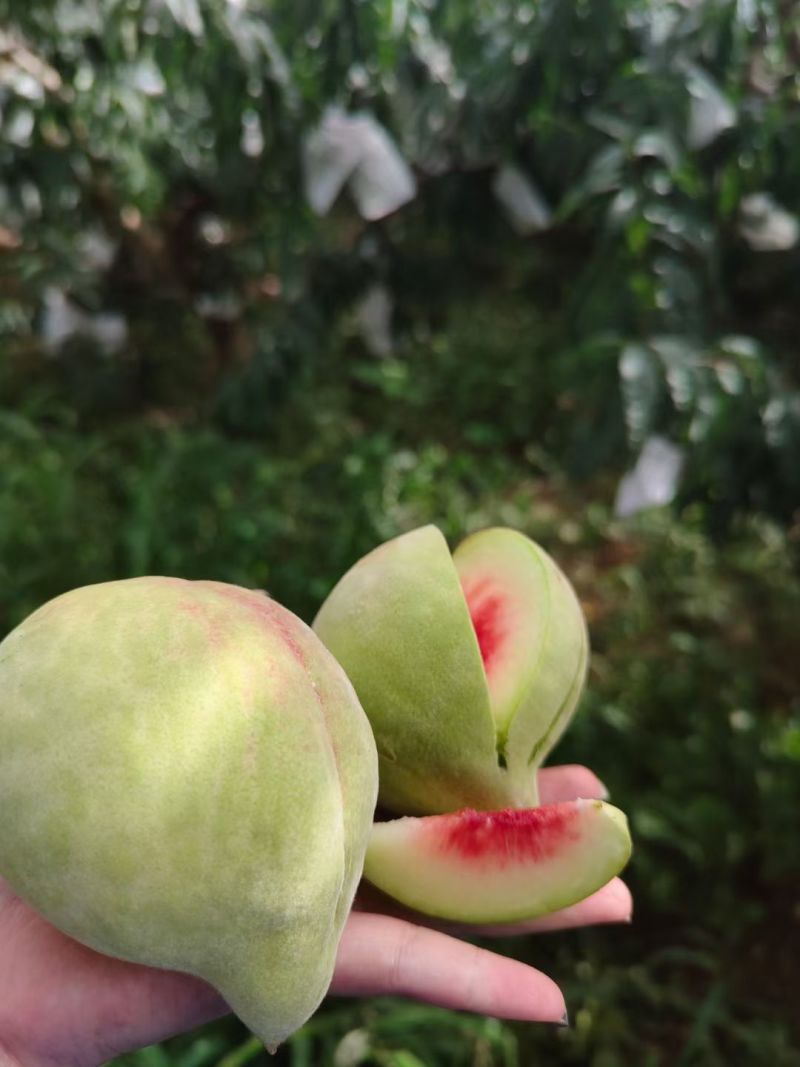 云南开远鹰嘴蜜桃