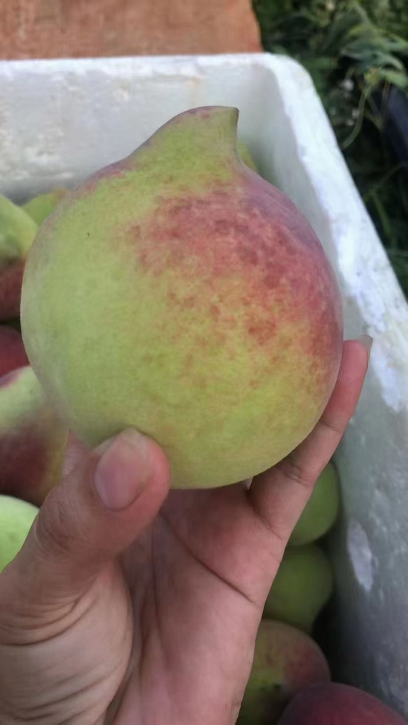云南开远鹰嘴蜜桃
