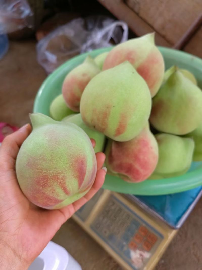 云南开远鹰嘴蜜桃