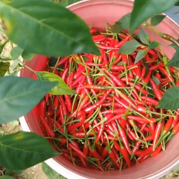 小米辣