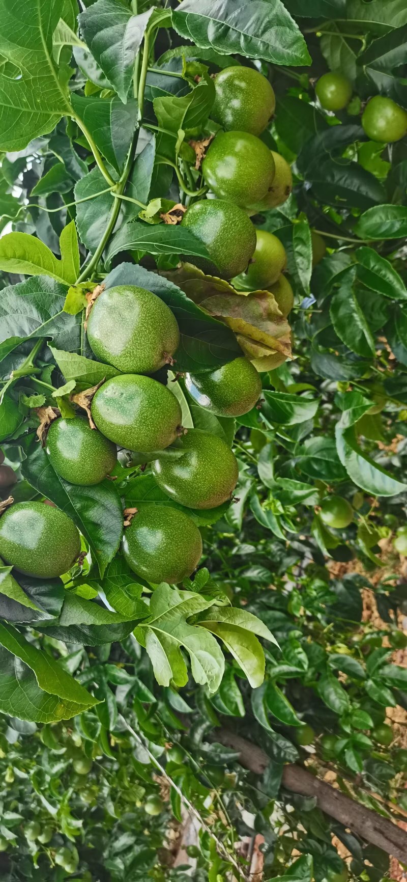 百香果