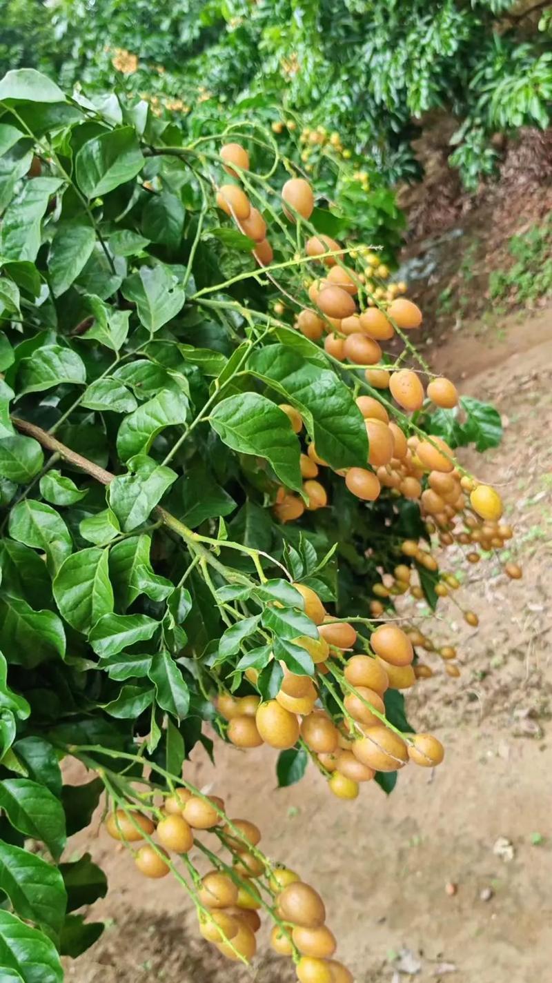 广东高州黄皮