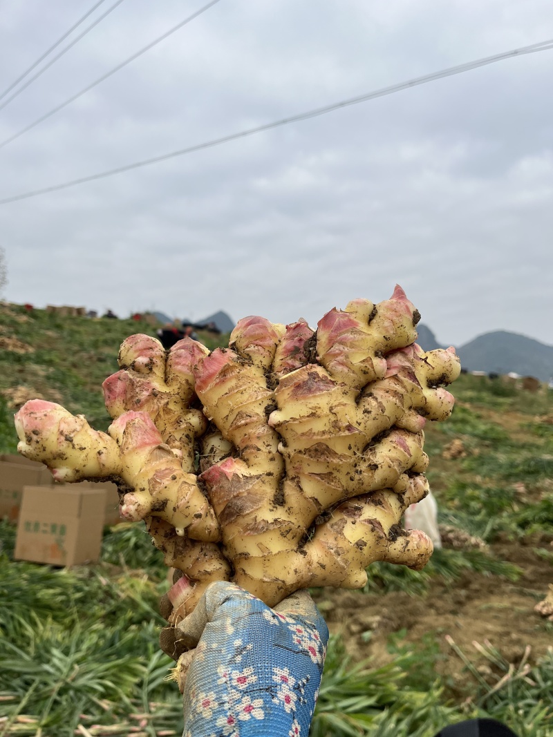 贵州小黄姜