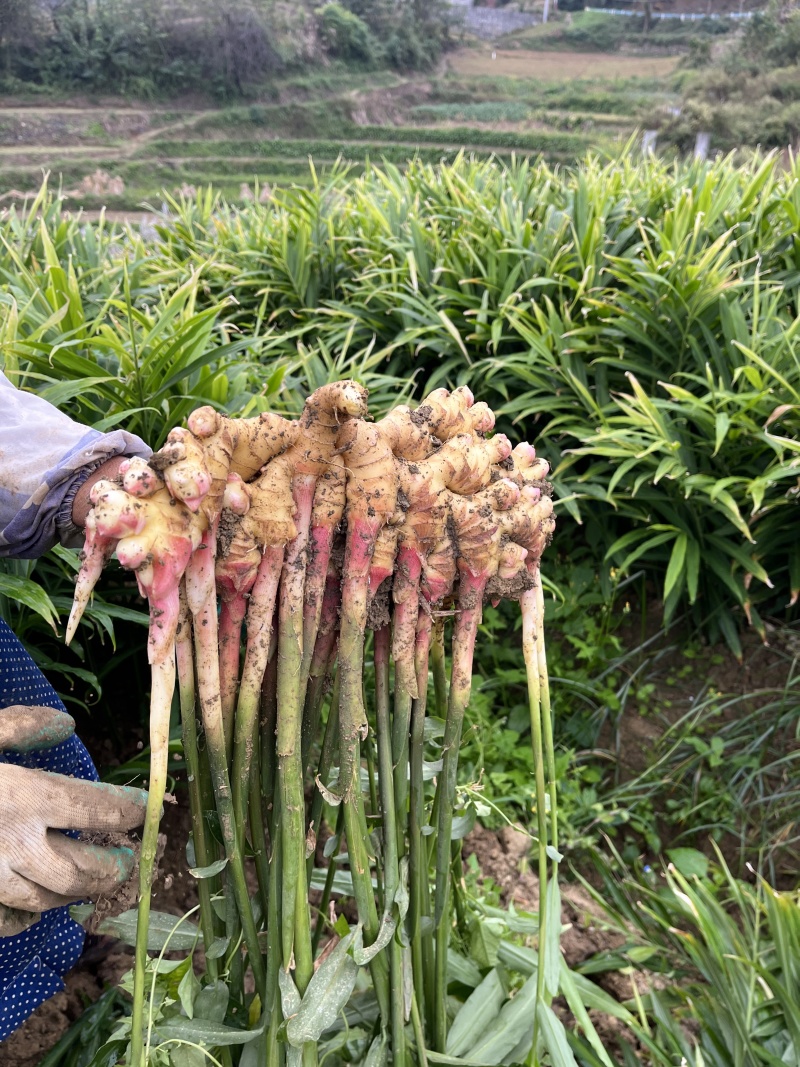 贵州小黄姜