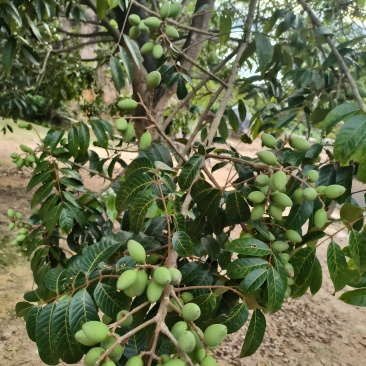 橄榄