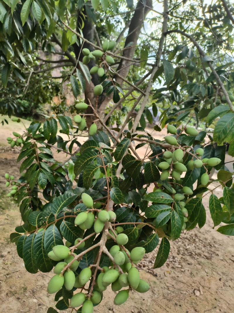 橄榄