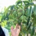 青橄榄(打果）