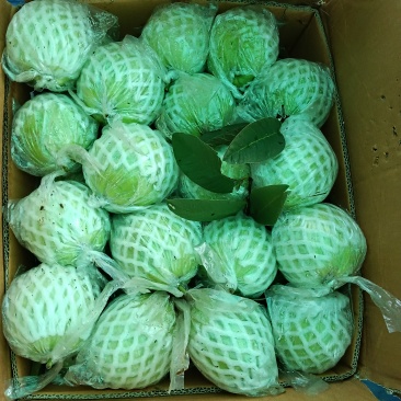 广西珍珠白番石榴