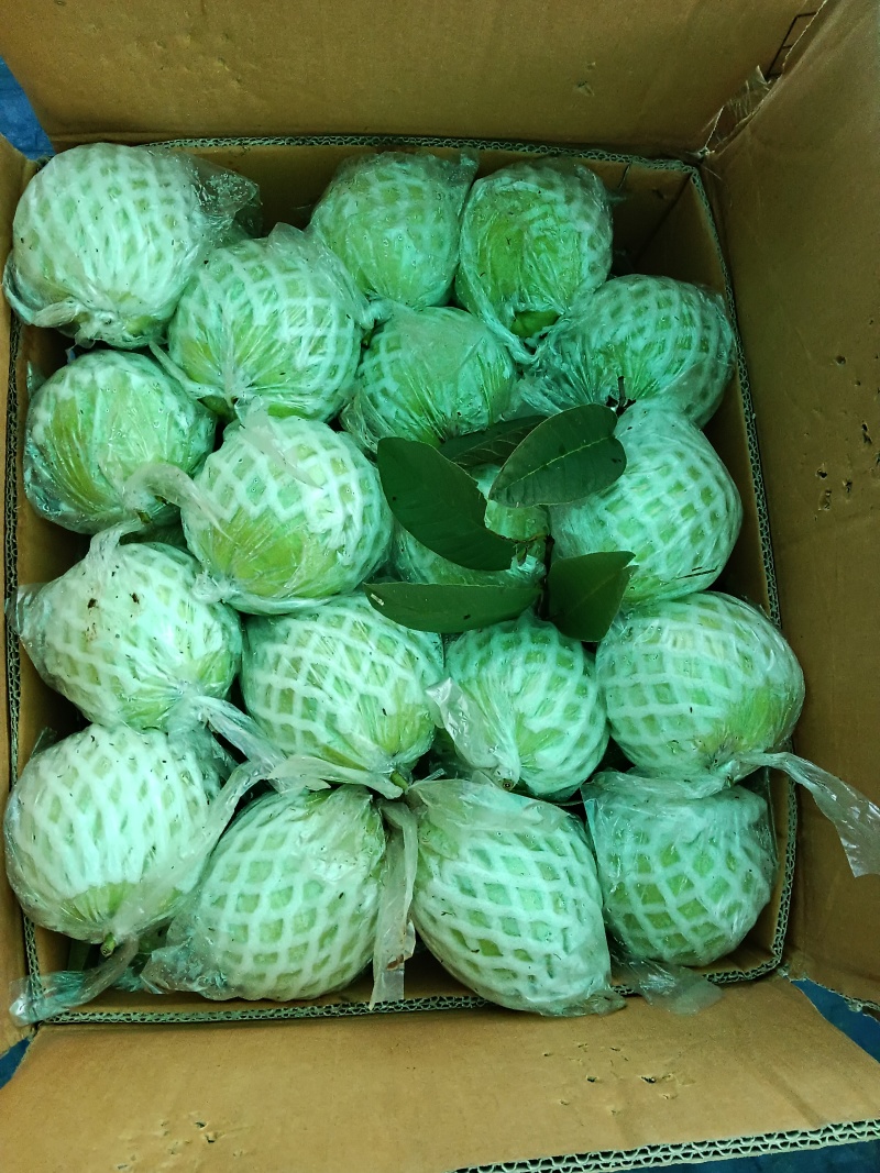 广西珍珠白番石榴