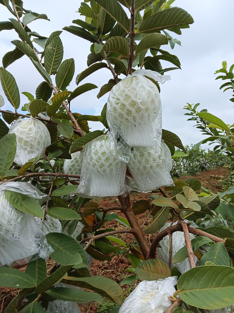 广西珍珠白番石榴