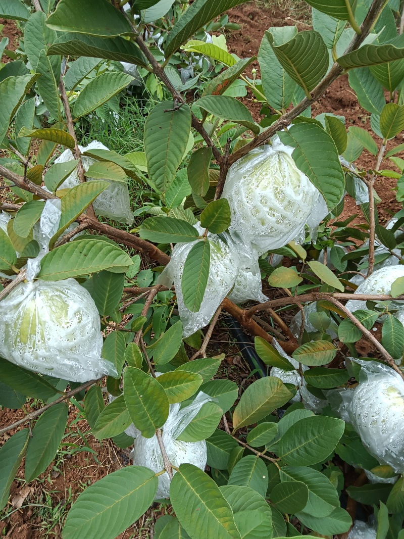 广西珍珠白番石榴