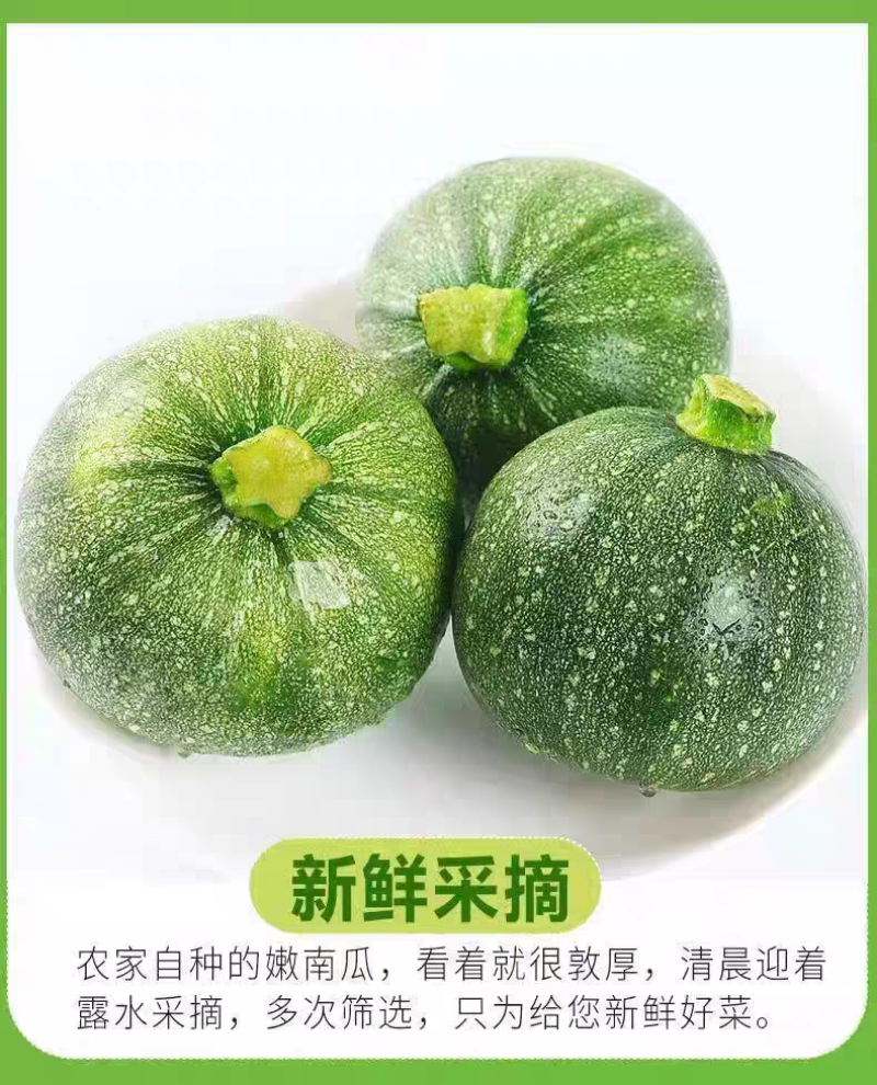 临洮本地自种圆菜瓜