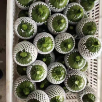 临洮本地自种圆菜瓜