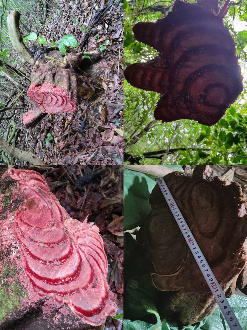 鸡血藤新货大量出，懂的朋友来谈