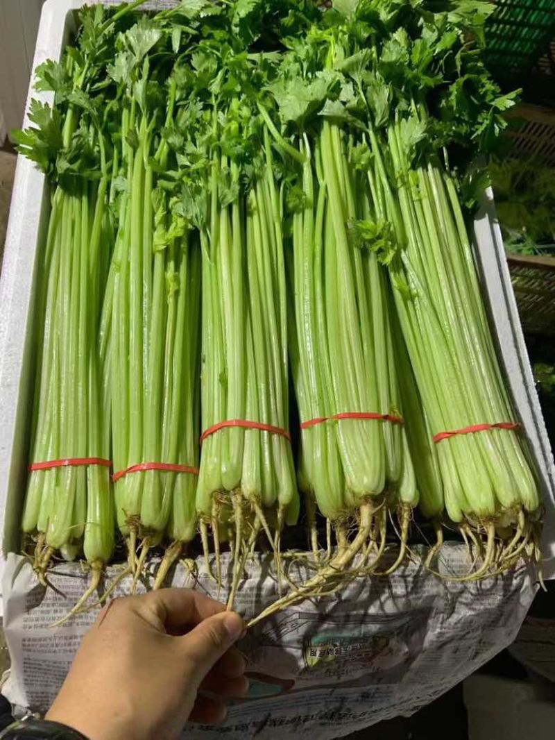 香芹