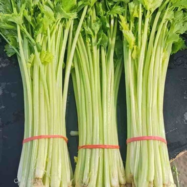 香芹