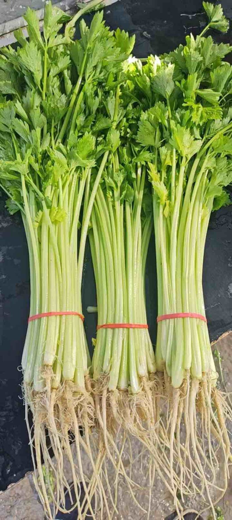 香芹
