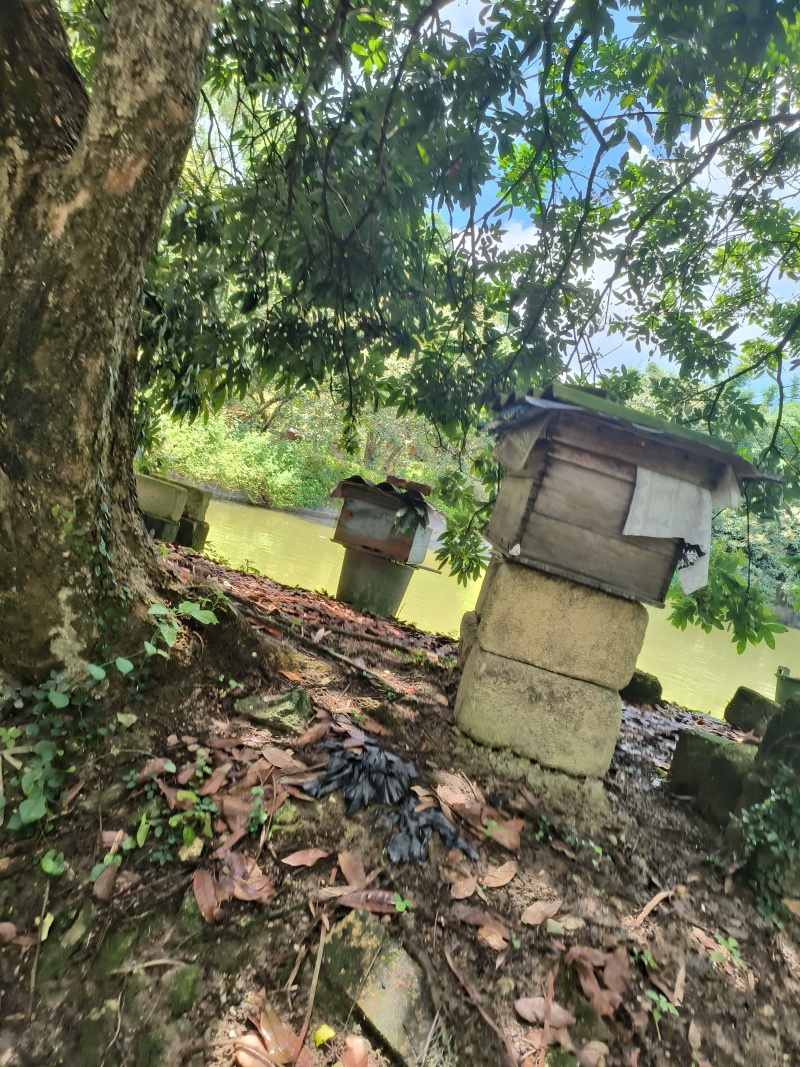 土蜂蜜龙眼蜜火龙果蜜夏蜜小蜜蜂采收蜂蜜水果蜜