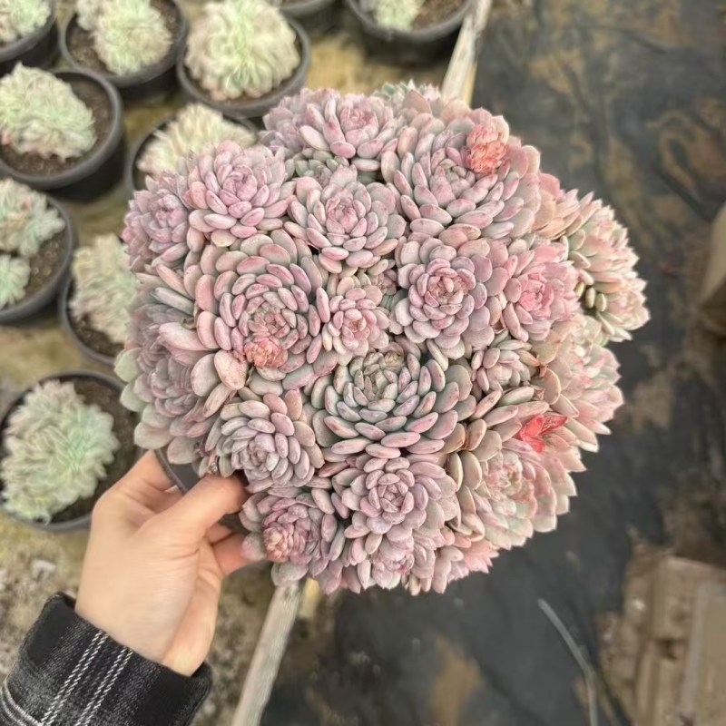 多肉植物，品种繁多，自己有基地，可以长期供货，价格详谈