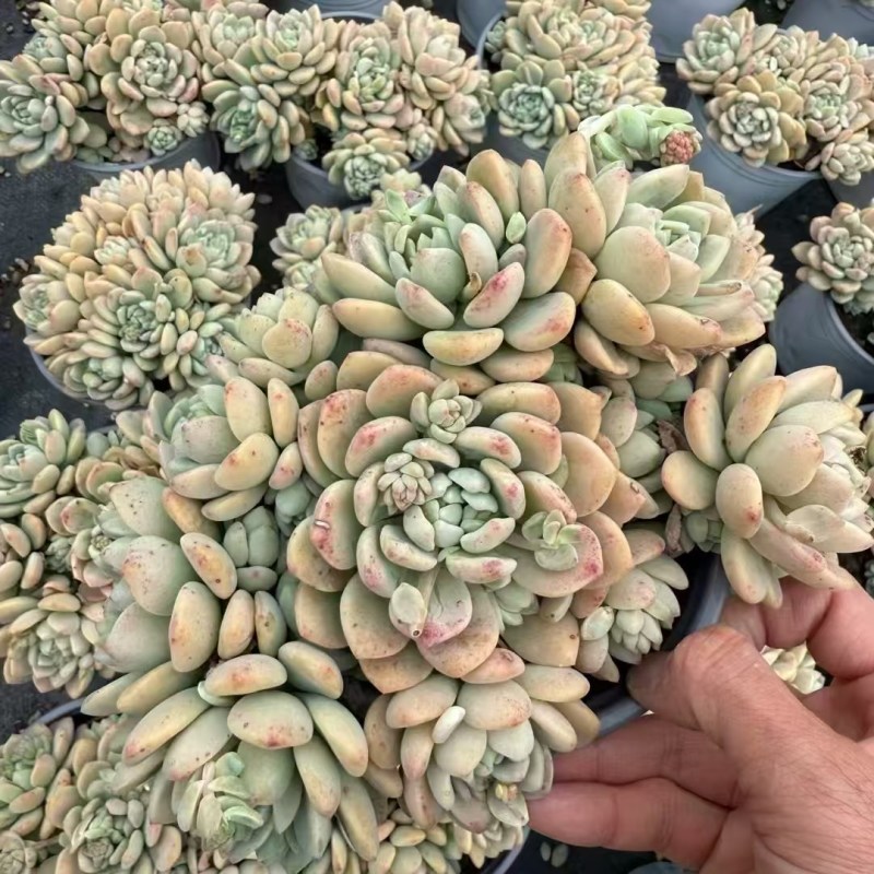 多肉植物，品种繁多，自己有基地，可以长期供货，价格详谈
