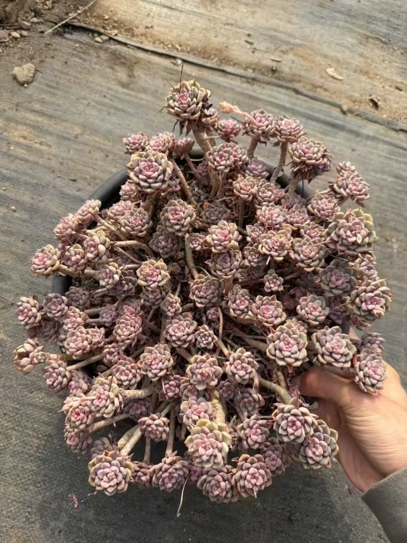 多肉植物，品种繁多，自己有基地，可以长期供货，价格详谈