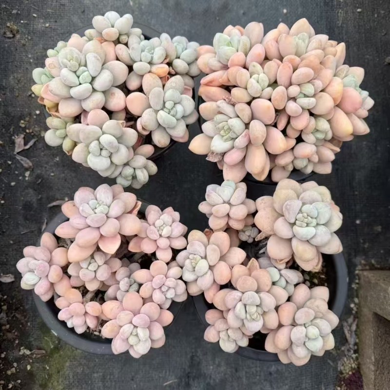 多肉植物，品种繁多，自己有基地，可以长期供货，价格详谈