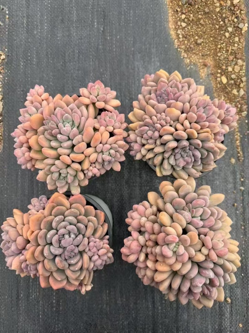 多肉植物，品种繁多，自己有基地，可以长期供货，价格详谈