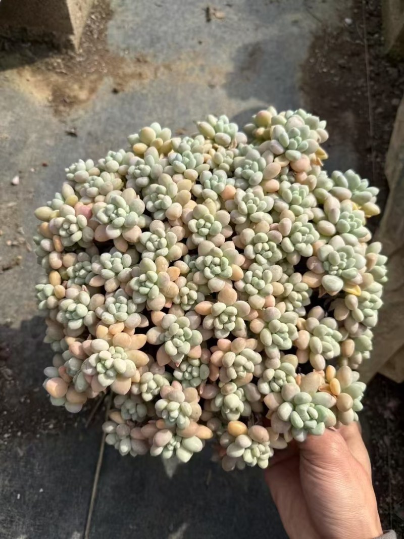 多肉植物，品种繁多，自己有基地，可以长期供货，价格详谈