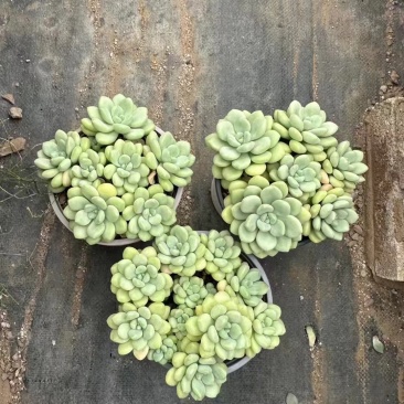 多肉植物，品种繁多，自己有基地，可以长期供货，价格详谈