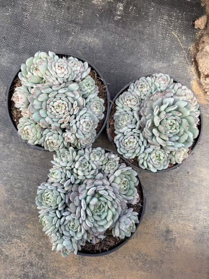 多肉植物，品种繁多，自己有基地，可以长期供货，价格详谈