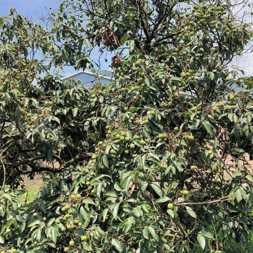 惠州桂味荔枝