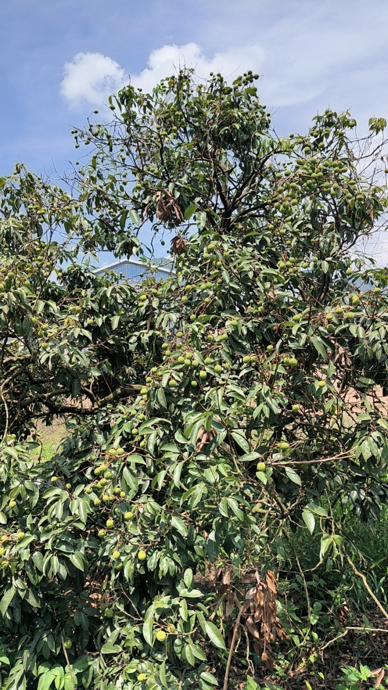 惠州桂味荔枝