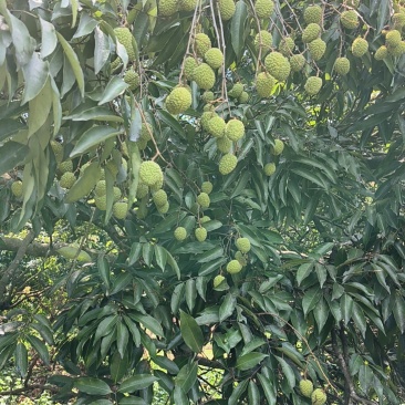 禾荔
