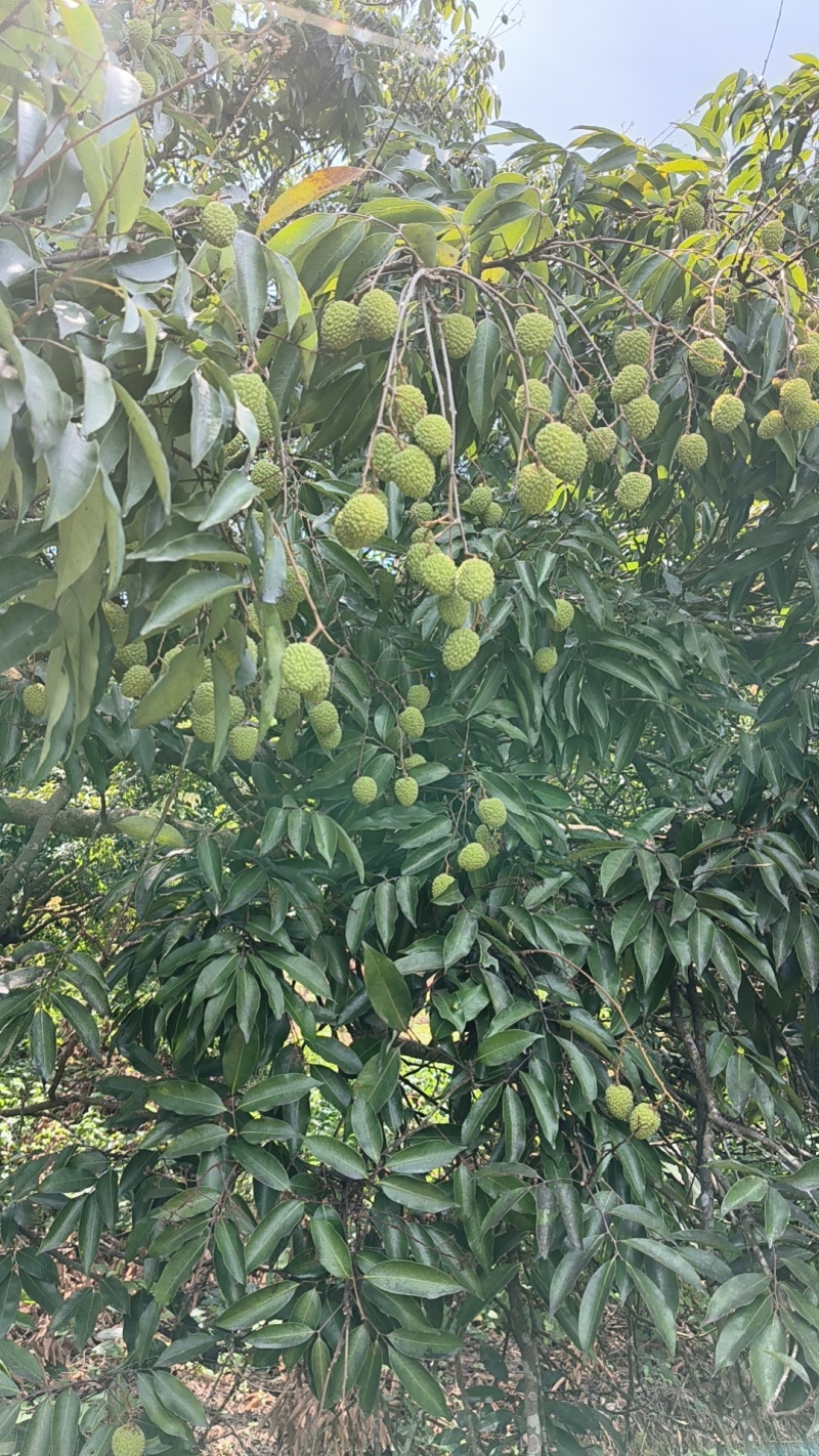 禾荔