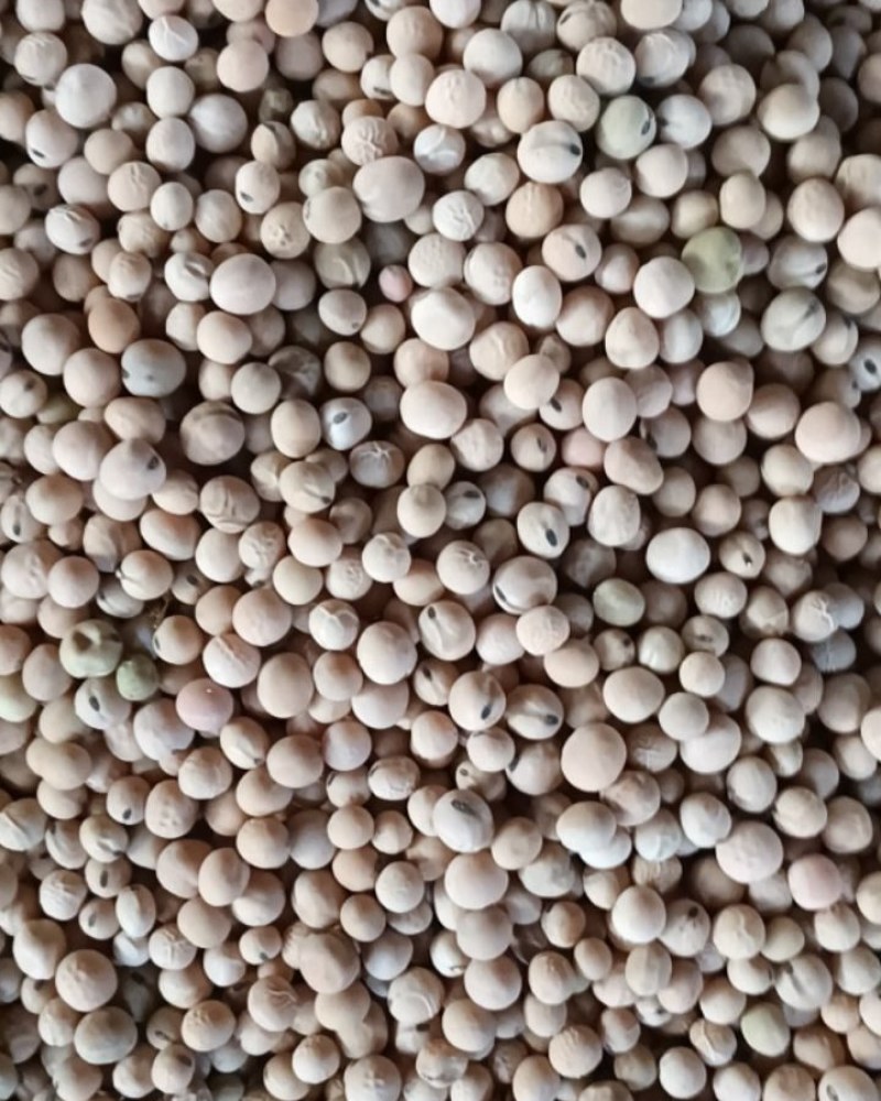 红豌豆和大黑芽，小白豌豆