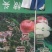 四川省丹巴县美人脆苹果