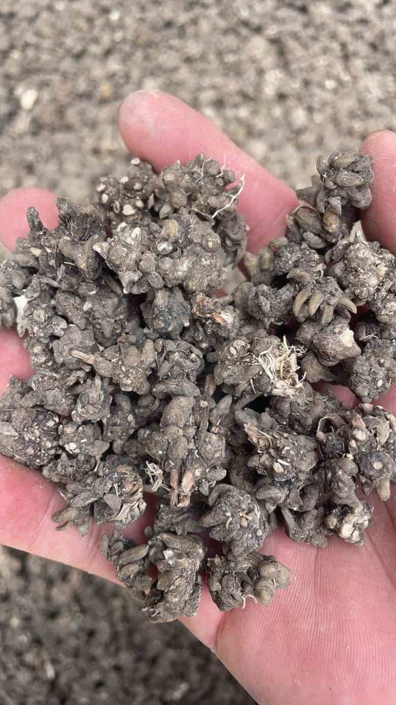 黄皮尖爪黑皮尖爪统货