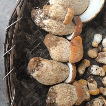 牛肝菌