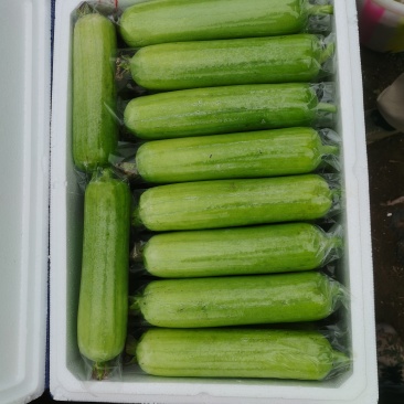 贵州白玉丝瓜