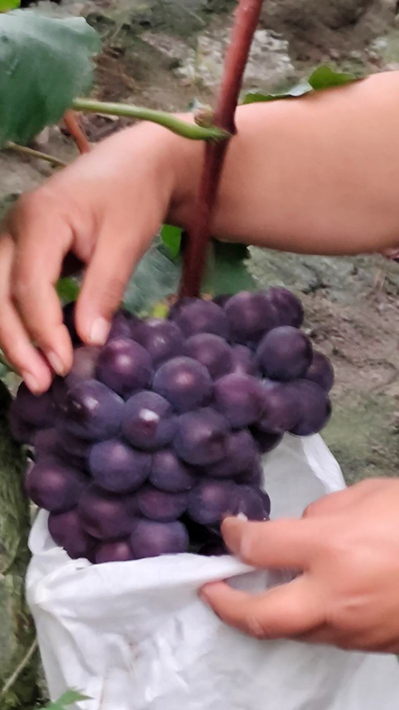 巨峰葡萄，货好，味甜。