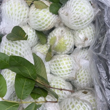 白心芭乐
