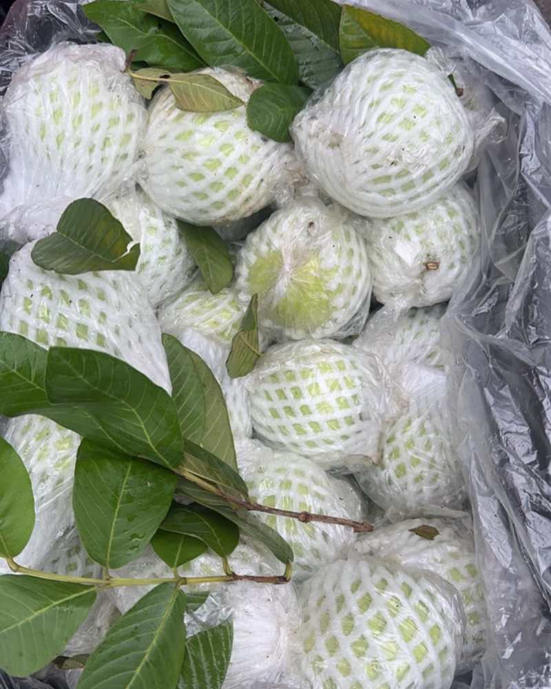 白心芭乐
