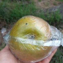 永川黄瓜山，早熟梨上市了，有大有甜，口味好