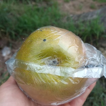 永川黄瓜山，早熟梨上市了，有大有甜，口味好