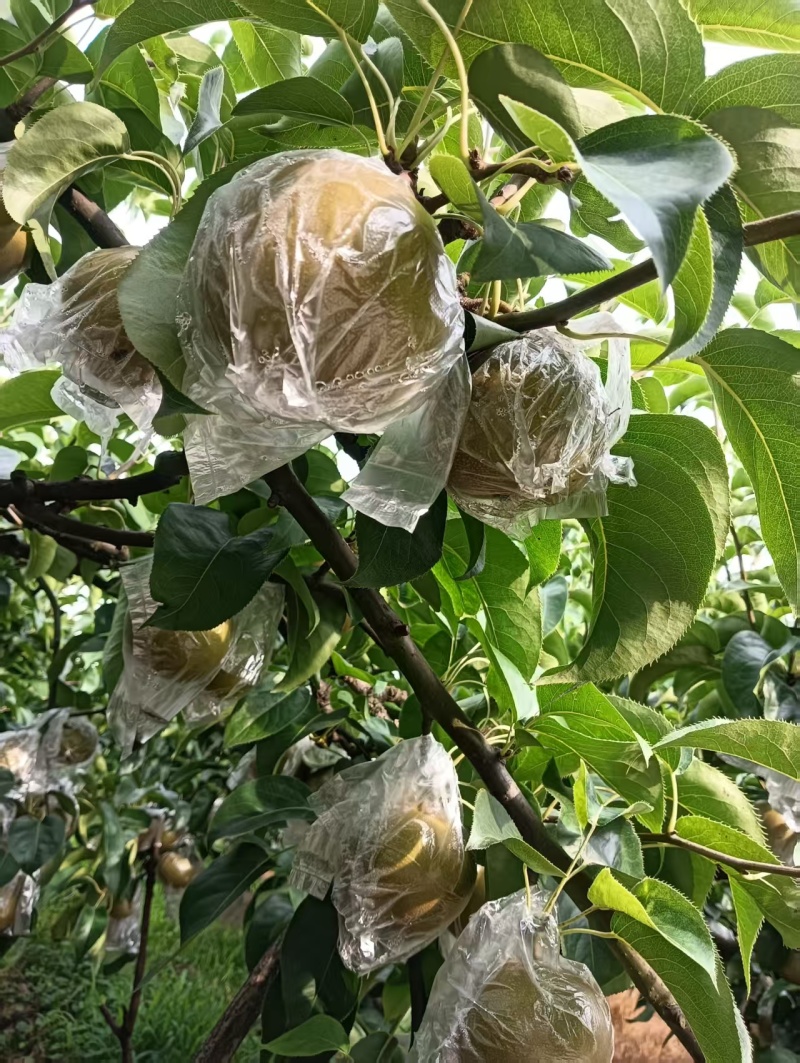 永川黄瓜山，早熟梨上市了，有大有甜，口味好