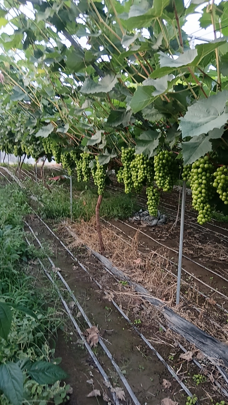 巨峰葡萄，阳光玫瑰，串形好，味甜，紧实。