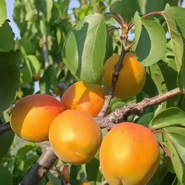 石片黄杏