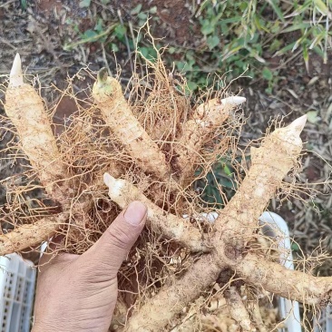 鲜货玉竹