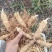 鲜货玉竹