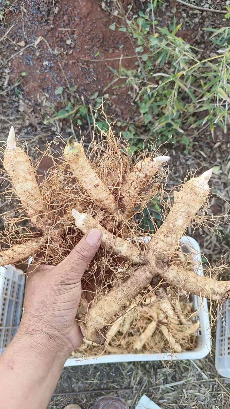 鲜货玉竹
